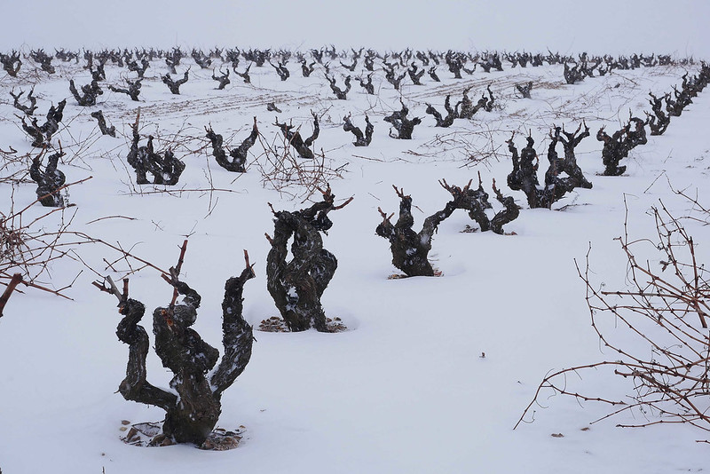 Winterliche Weinreben in Ribera del Duero. Hier wachsen die Trauen für den Bodegas Condado de Haza, Crianza, DO Ribera del Duero, España, 2016