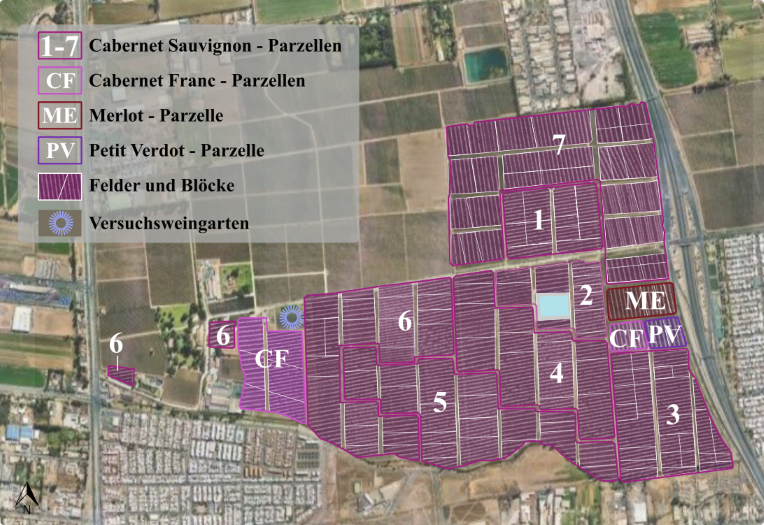 Parzellen- und Bockstruktur des don Melchor-Weingartens in Puento Alto