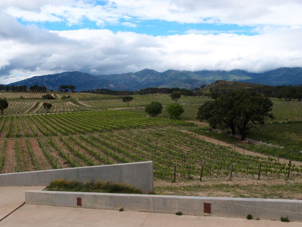 Blick auf die Weinberge von Terra Remota vom Parkplatz aus.